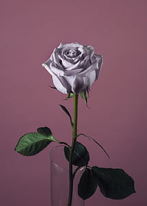 Pink Rose On Pink Photo thumbnail