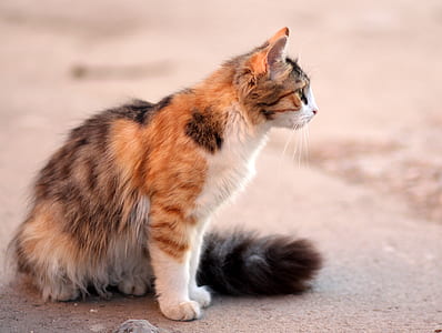 short-fur orange, white, and black cat sitting on gray concrete surface thumbnail