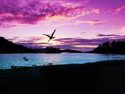 silhouette photography of bird near trees and body of water thumbnail