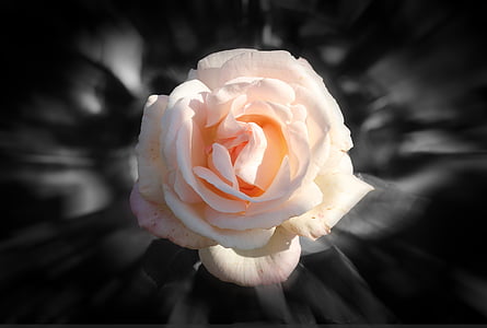 white rose flower thumbnail