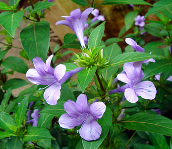 Crested Philippine Violet, Flower thumbnail