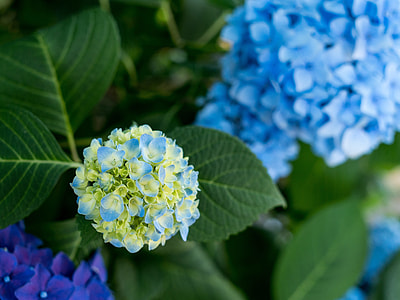 green and blue hydrangea flowers in selective focus photography thumbnail