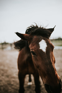 Portrait of a horse thumbnail