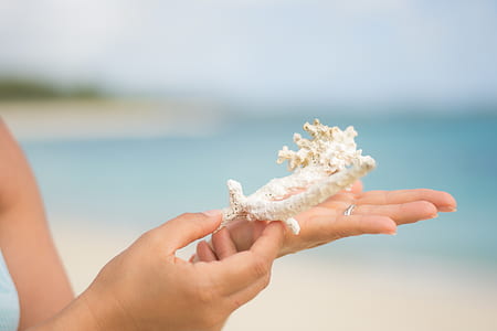 person holding white coral thumbnail