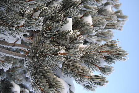palm with snow during day time thumbnail