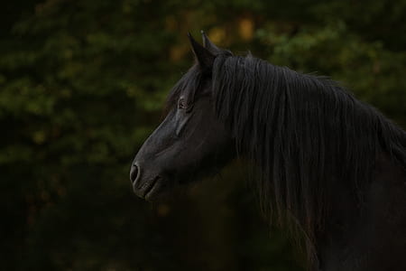 close-up photo of black horse thumbnail