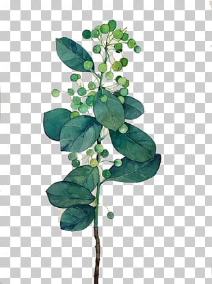 Leaf Watercolor painting, Watercolor leaves, green and white plant painting PNG clipart