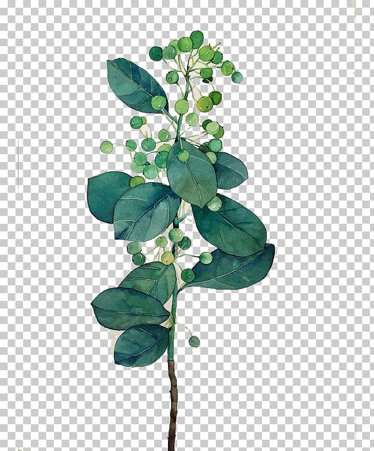 Leaf Watercolor painting, Watercolor leaves, green and white plant painting PNG clipart