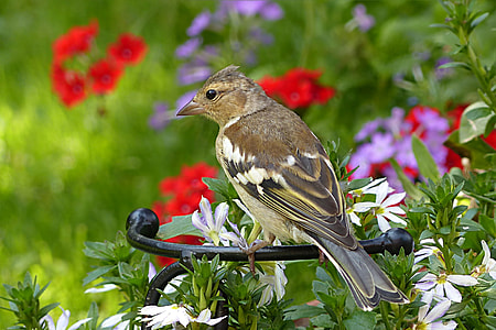 brown bird on black metal fence thumbnail