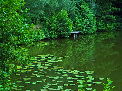 lotus plant on body of water thumbnail