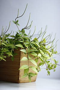 green leafed plant in brown wooden plant pot thumbnail