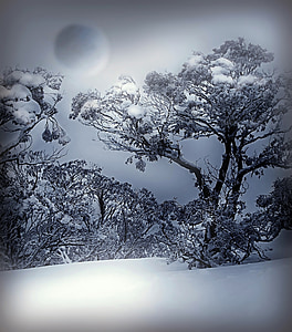 gray flowering tree thumbnail