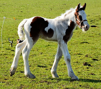 white and black donkey on green field at daytime thumbnail