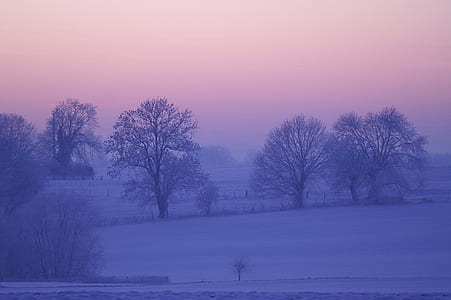 snowy trees and ground thumbnail