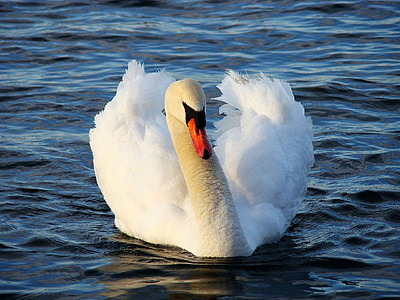 white swan on body of water thumbnail