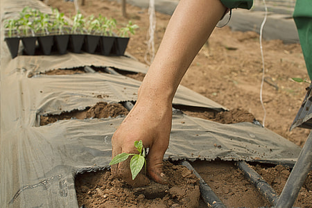 person holding green plant thumbnail