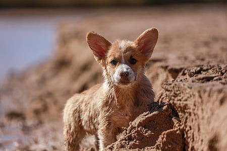corgi mix puppy on mud during day thumbnail