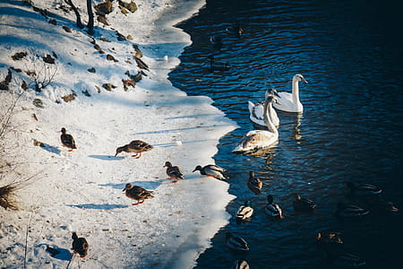 Photo of Ducks Near the Pond thumbnail