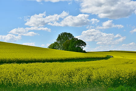 landscape photography of green grass thumbnail