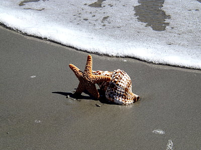 starfish beside seashell at seashore thumbnail