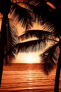 photo of palm tree during golden hour thumbnail