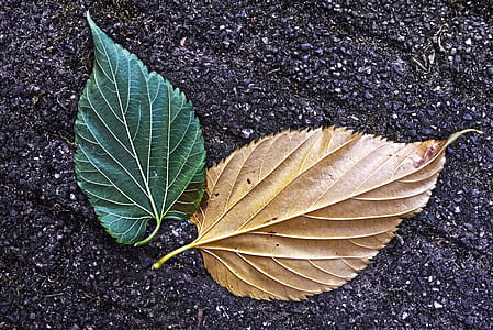brown and green leaves thumbnail