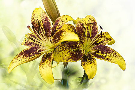 selective focus yellow petaled flowers thumbnail