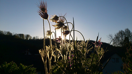 Flowers And Plants, The Scenery thumbnail