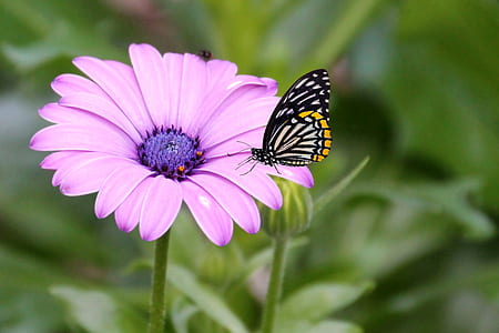 white and black butterfly on pink petaled flower thumbnail
