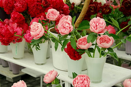 pink and red petaled flowers thumbnail