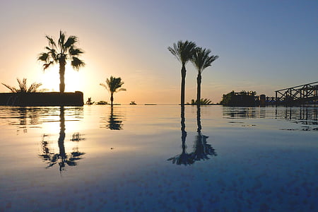 silhouette of trees by the water during golden hour thumbnail