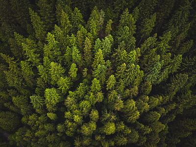 aerial photography of pine trees thumbnail