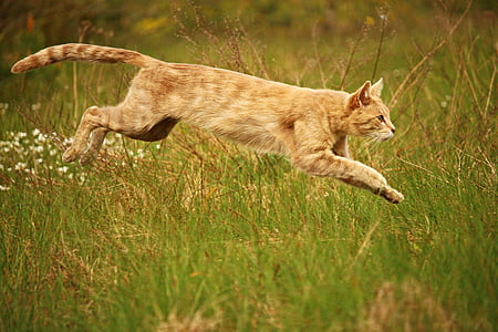 orange tabby cat jumping thumbnail