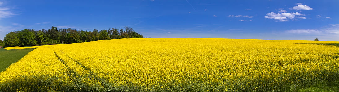 yellow flower field during daytime thumbnail
