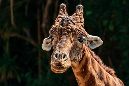 selective focus photography of giraffe thumbnail