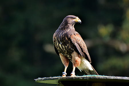 selective focus photography of falcon thumbnail