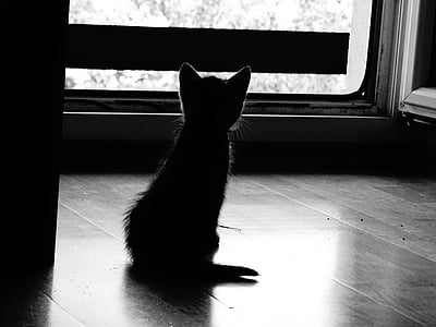grayscale photo silhouette of kitten thumbnail