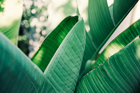 green leaf plant during daytime] thumbnail