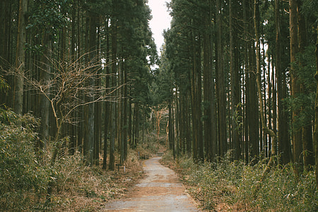 Forest path thumbnail