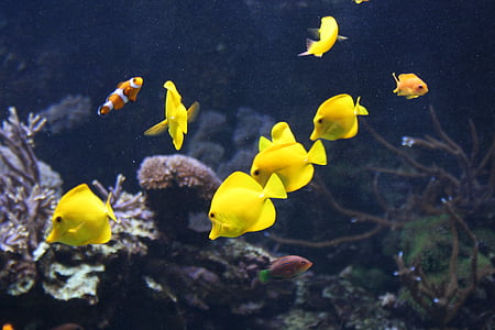 school of fish thumbnail