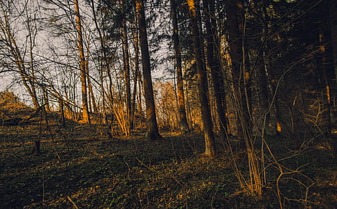 Withered Trees thumbnail