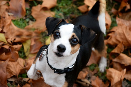 closeup photography of short-coated tricolor dog thumbnail