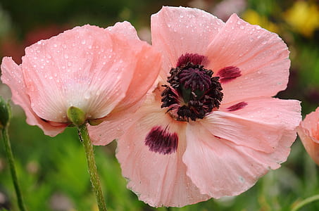 pink-and-maroon poppies in bloom thumbnail