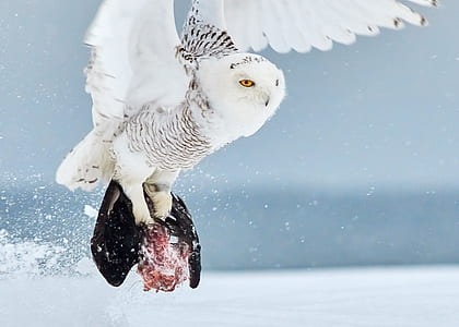 white owl carrying prey thumbnail