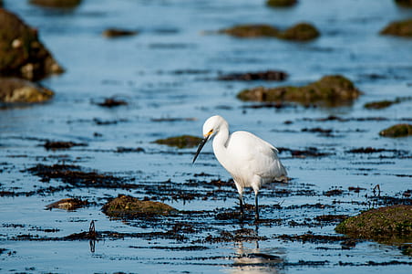 long-beaked bird on awter thumbnail