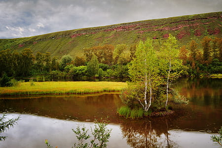 green trees beside body of water at daytime thumbnail