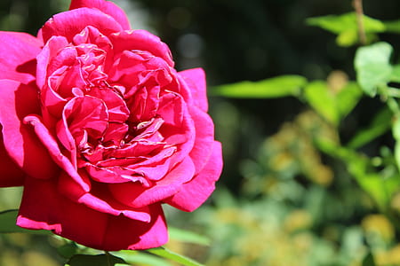 Shallow Focus of Pink Rose thumbnail