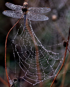 brown dragonfly perched on cobweb with water dew thumbnail