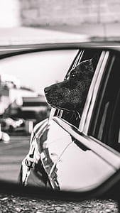 grayscale photo of vehicle with dog leaning on window thumbnail