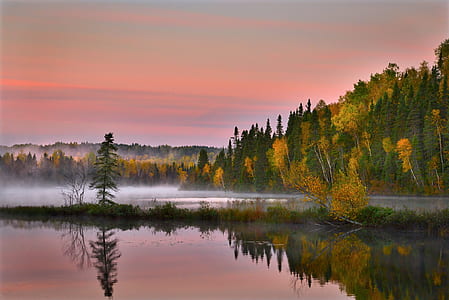 green and brown trees and body of water thumbnail
